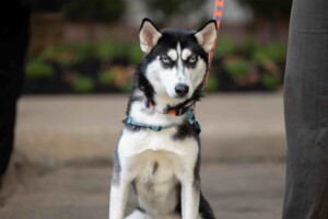 Black and white husky with blue eyes on a leash sits attentively near Belin Tower on HCU campus, gazing toward the camera.