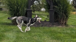 Kiza running 6 Months - fit for scoreboard