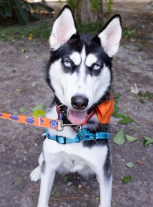 Kiza IV at the scarfing ceremony