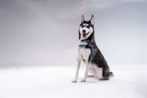 Kiza, a black and white Siberian Husky in a blue harness, sits alert on white, ready for The Sled Team.